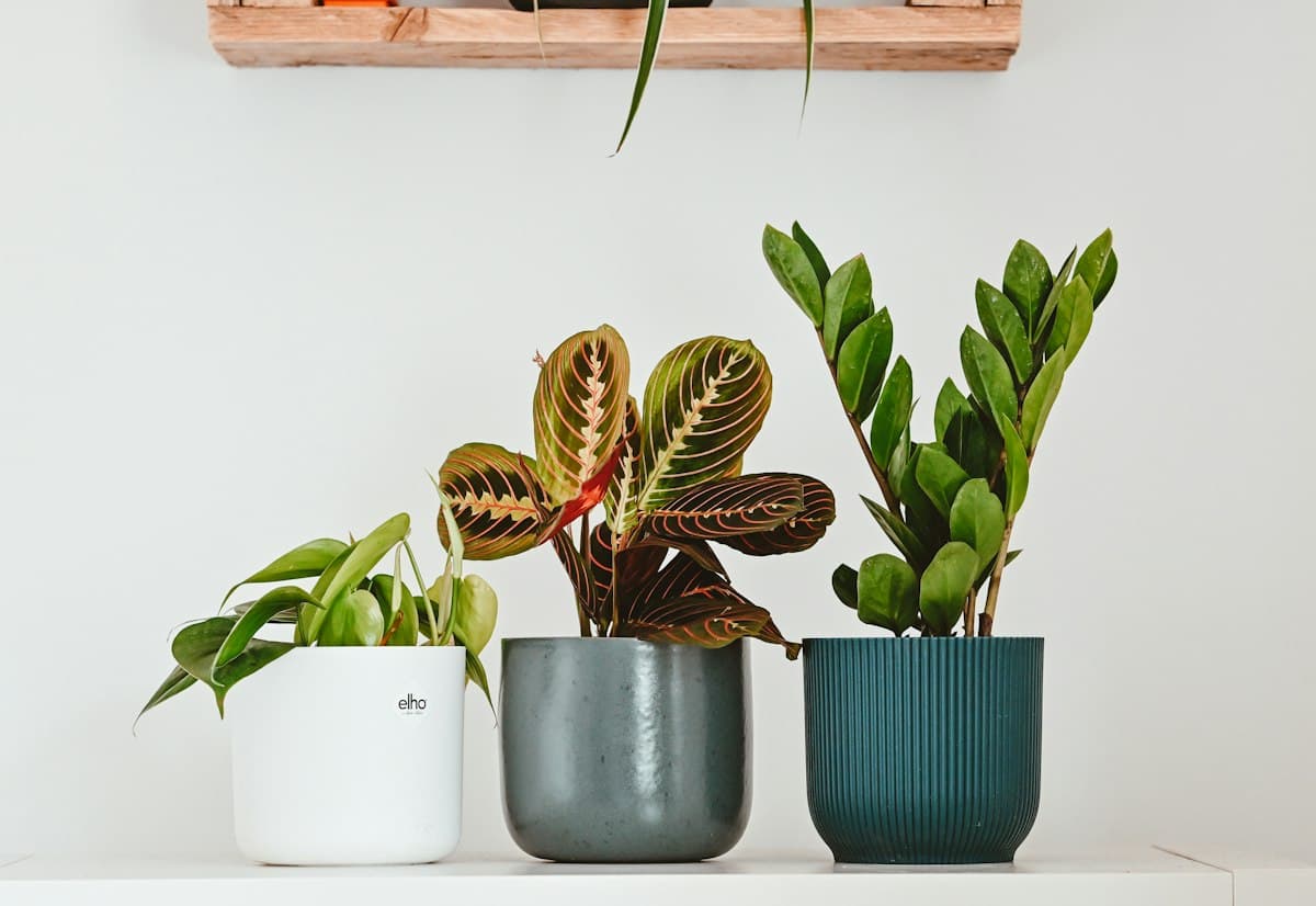 Three potted plants arranged on a shelf